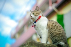 43234182_1213917308760294_5897783463766917120_n