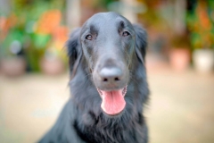 43745681_1227250167427008_6236339870101405696_n