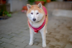 44517062_1226019727550052_1890559232634257408_n