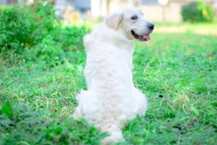 45554216_1236103829874975_7474871944207138816_n