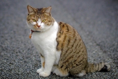 46513921_1244620722356619_1517387116470861824_n